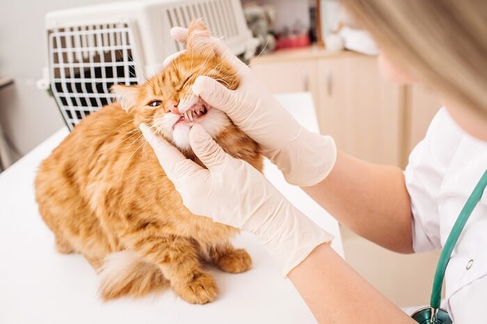 Veterinario inspeccionando los dientes de un gato - imagen destacada de limpieza dental de gatos