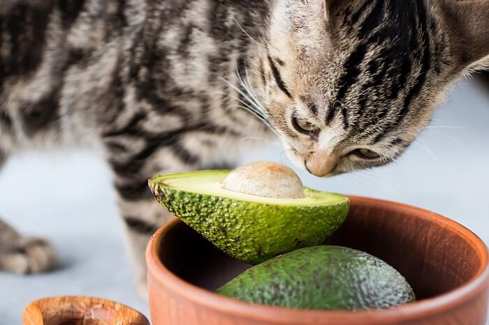 Gato curioso olfateando un aguacate