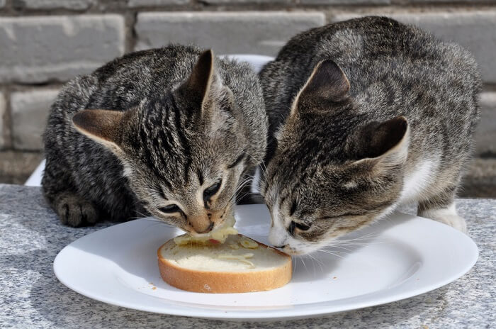 Gato mordisqueando un trozo de pan