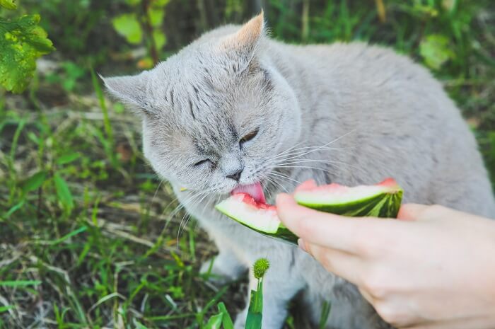 Gato juguetón disfrutando de un bocadillo veraniego: sandía.