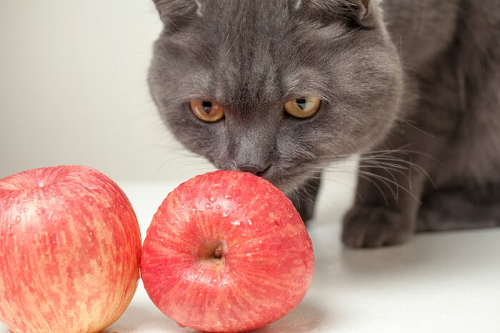 Gato en el acto de comer una manzana