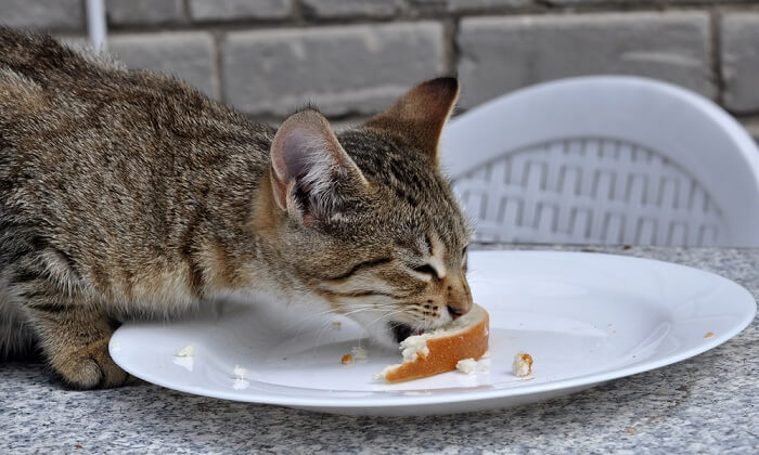 Gato ocupado comiendo un trozo de pan