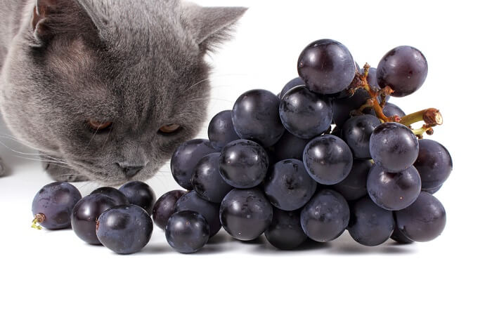 Imagen que muestra a un gato comiendo uvas, lo que transmite la importancia de la concienciación sobre la toxicidad de las uvas.