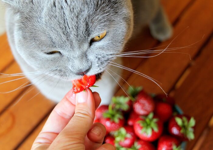 gato comiendo fresa