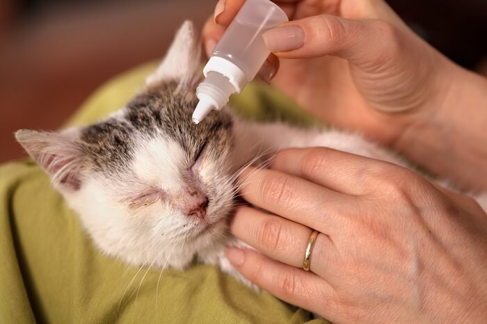 Persona que le aplica gotas para los ojos a un gato