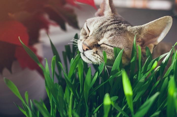 Un primer plano de un gato atigrado contento mordisqueando un trozo de hierba gatera de color vibrante, rodeado de hojas verdes.