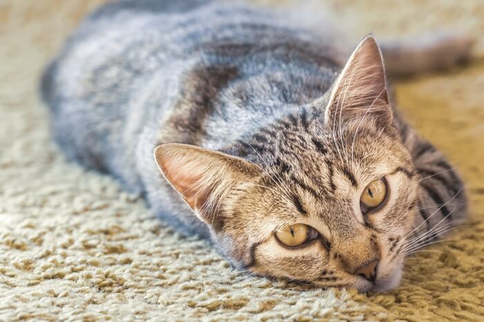 Gato mirando mientras duerme en el piso alfombrado