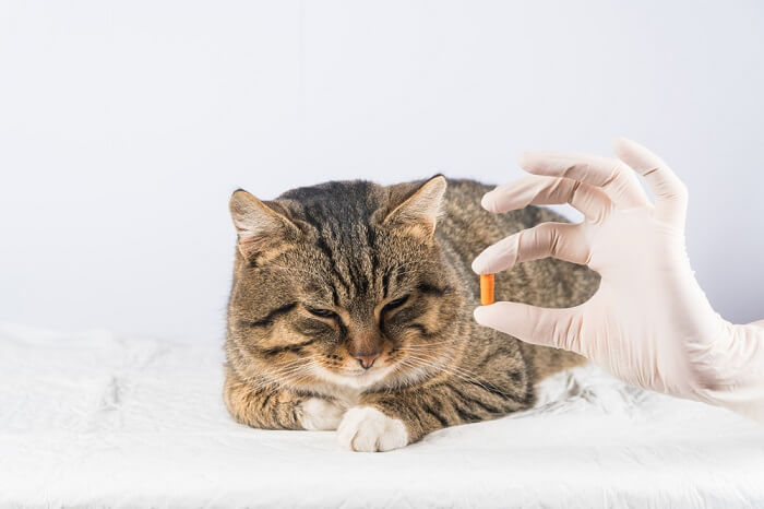 gato recibiendo medicación