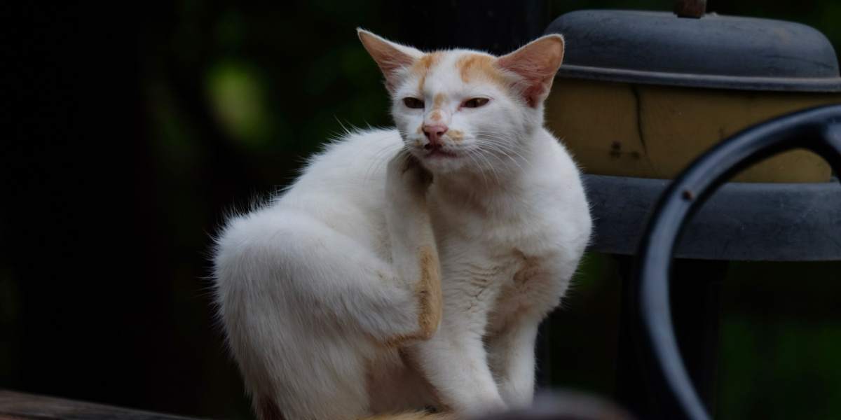 Gato mostrando un comportamiento natural al rascarse, utilizando sus garras para marcar territorio y mantener la salud de las mismas, lo que resalta la importancia de proporcionar salidas apropiadas para este comportamiento instintivo.