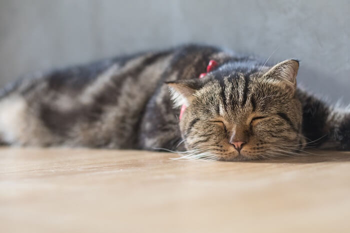 Gato atigrado marrón cansado acostado en el suelo