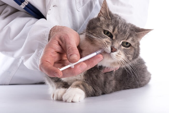 Gato infeliz recibiendo un medicamento