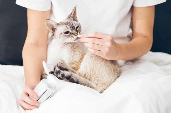 Gato tomando medicamentos con cooperación y paciencia, lo que refleja el papel crucial del cuidado responsable de las mascotas al administrar los medicamentos recetados para su salud y bienestar.