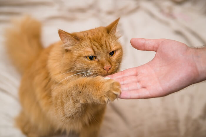 Gato en sesión de entrenamiento con un humano