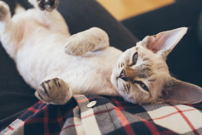 Gato Devon Rex mostrando su apariencia única