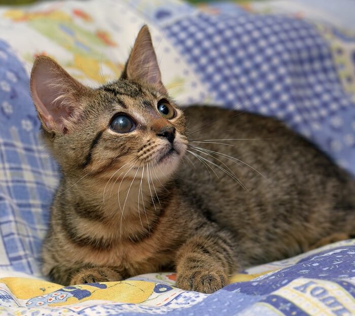 Gatito con ojo vidrioso