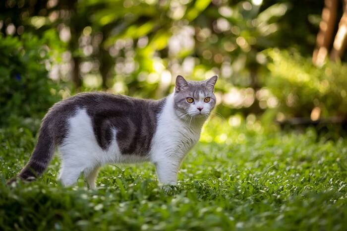 Gato en entorno verde