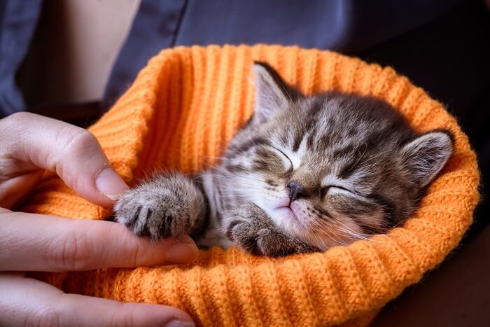 Gatito envuelto en un sombrero naranja