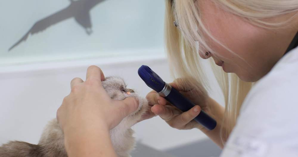 El oftalmólogo examina cuidadosamente el ojo del gato.