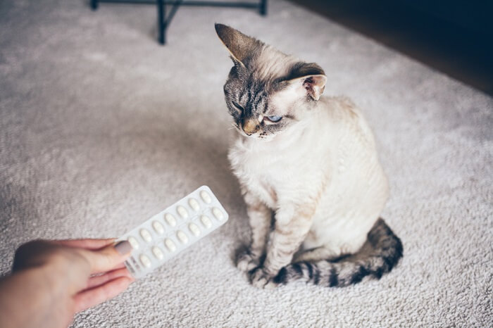 Persona sosteniendo una hoja de pastillas junto a un gato