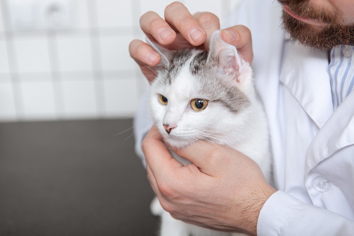 Medicamento doxiciclina para gatos