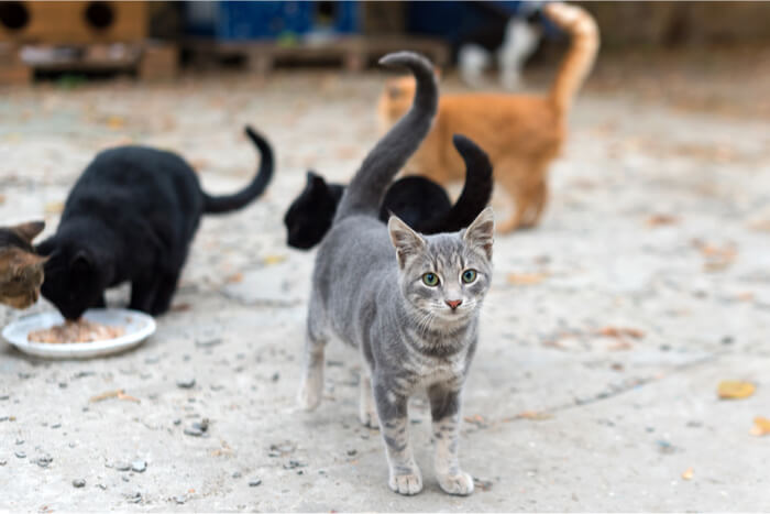 Colonia de gatos salvajes