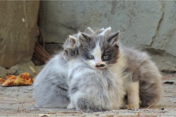 Gatitos salvajes