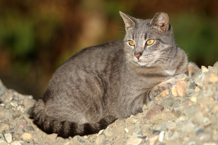 Gato salvaje con punta de oreja