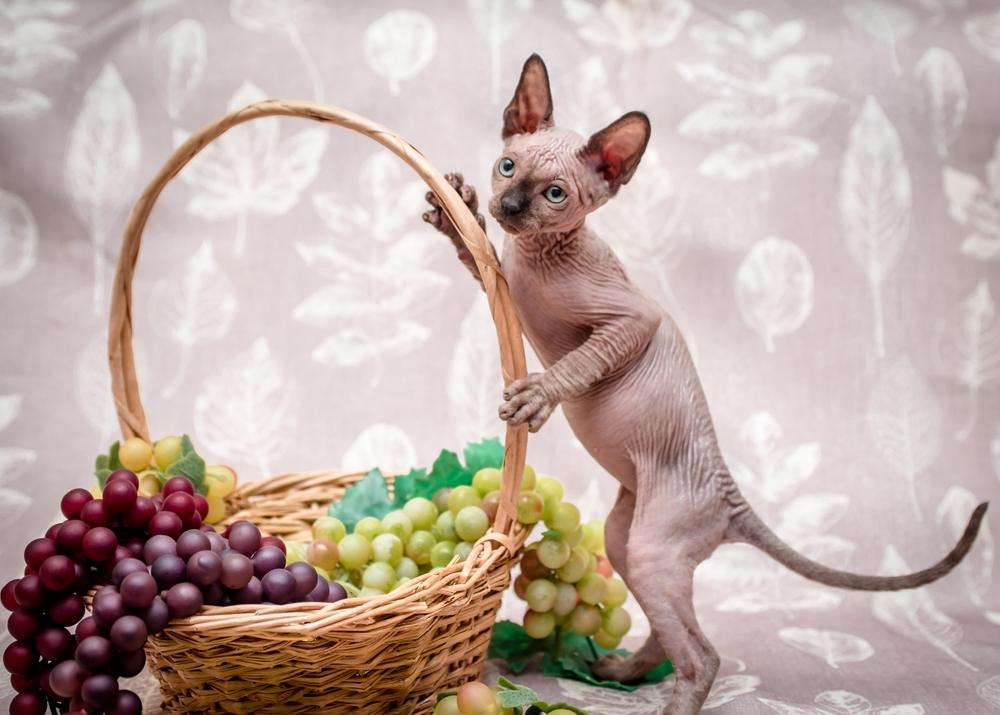 Un gato de pie sobre sus patas traseras, sosteniendo juguetonamente una canasta de uvas.