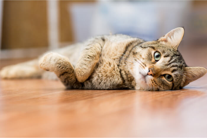 Gato tumbado en el suelo