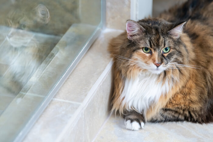 Gato tumbado sobre una baldosa para mantenerse fresco