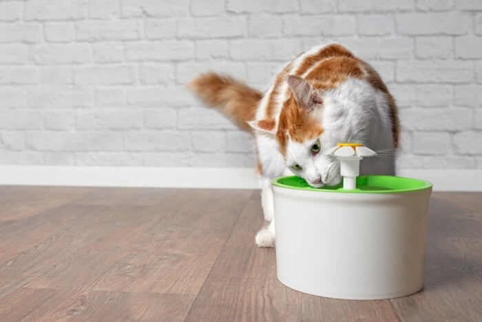 Gato bebiendo agua de una fuente para mascotas