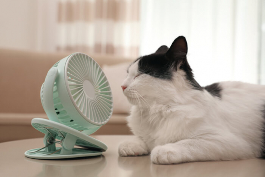 ¿Cómo mantener frescos a los gatos en verano?