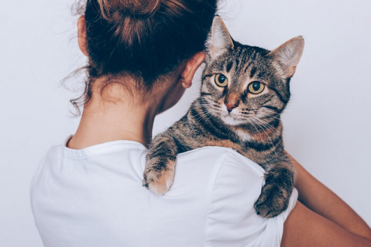 8 Cosas que debes saber antes de adoptar un gato