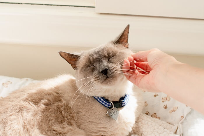 Persona rascando la mejilla de un gato.