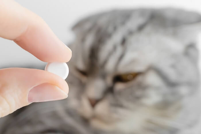 Imagen aleccionadora de un gato junto a un envase de aspirina, que resalta el peligro potencial de los medicamentos humanos para la salud felina y la importancia de mantener dichas sustancias fuera de su alcance.