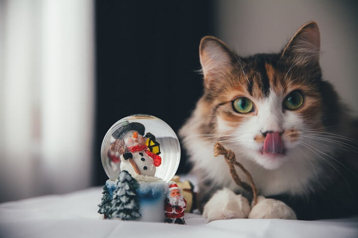 Un gato observando con curiosidad una bola de nieve.