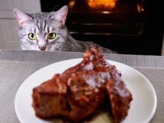 Adventurous cat captivated by a delectable steak.