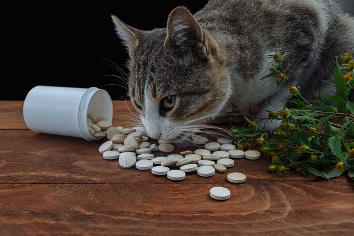 Envenenamiento por Tylenol en gatos