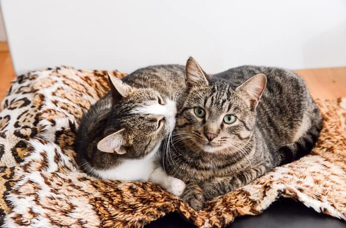 Dos gatos cariñosos que se unen a través del acicalamiento, uno de ellos acicalando tiernamente al otro como señal de amistad y camaradería.