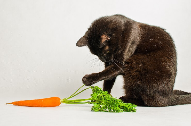 Gato interactuando juguetonamente con una zanahoria