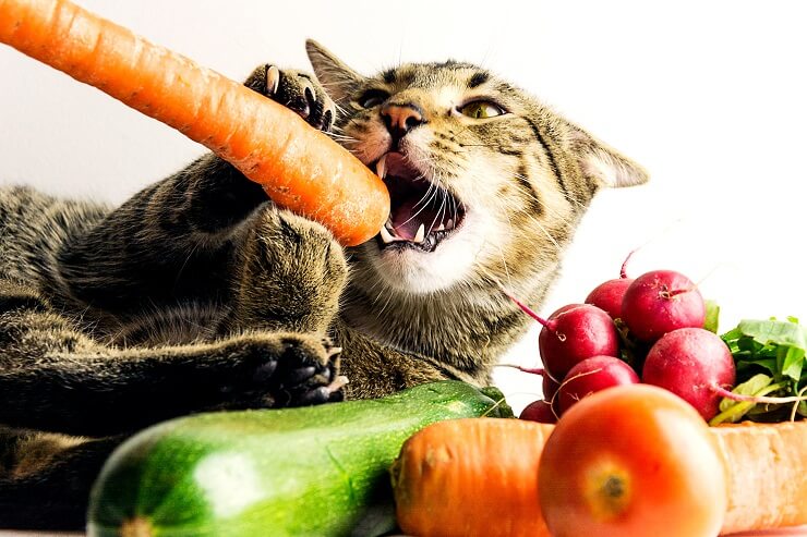 Gato comiendo felizmente una zanahoria