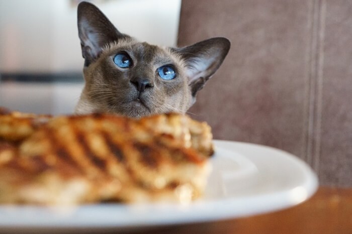 Gato contento saboreando una deliciosa comida de bistec.