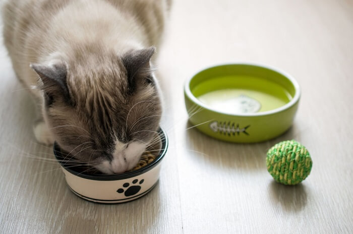 Dieta de eliminación para gatos