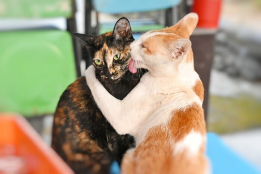 ¿Por qué los gatos se acicalan entre sí? Razones por las que los gatos se acicalan socialmente