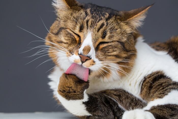 Gato lamiéndose la pata, acicalamiento repetitivo y compulsivo en gatos imagen destacada