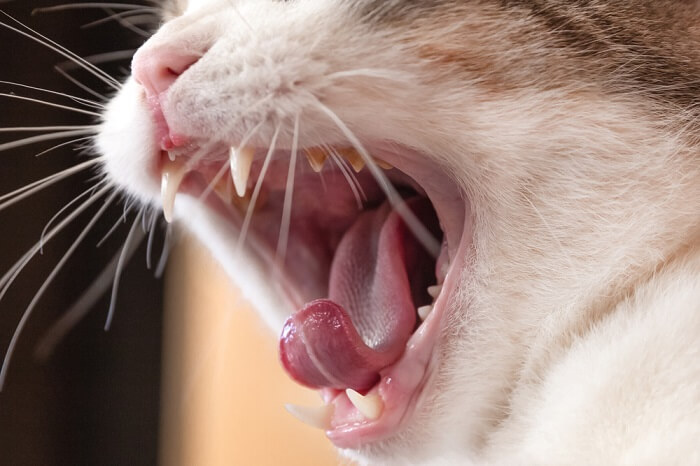 Una imagen o representación visual de un tumor oral en un gato, que resalta la importancia de la detección temprana y la intervención veterinaria.