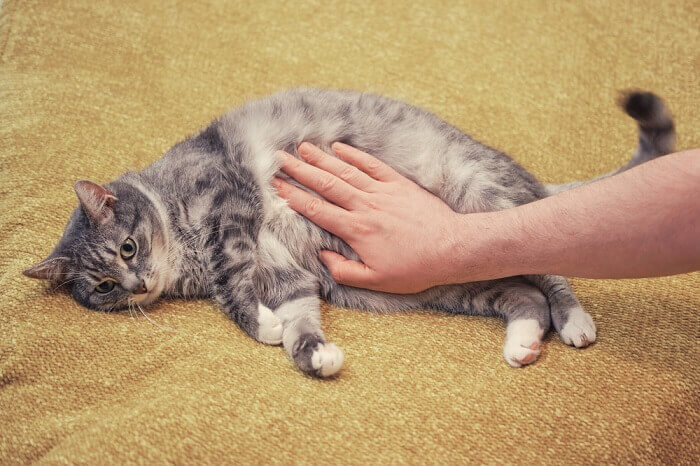 Imagen preocupante de un gato que muestra malestar, posiblemente debido a problemas estomacales, que subraya la importancia de reconocer y abordar rápidamente los problemas de salud felinos.