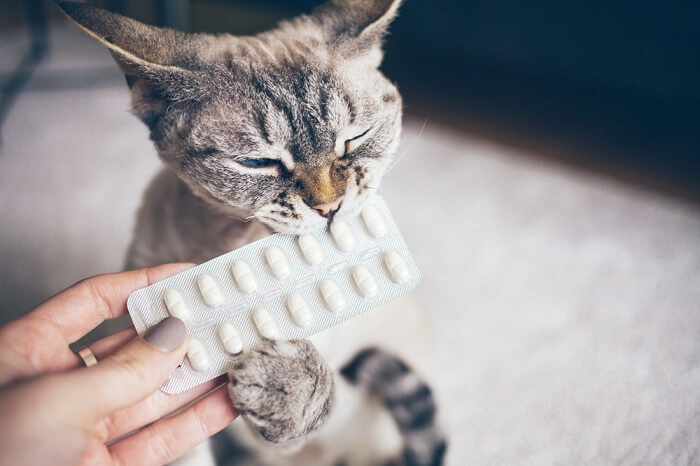 Mano humana sosteniendo un suplemento frente a un gato