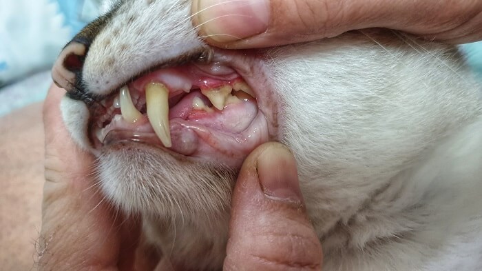 caries en gatos de cerca