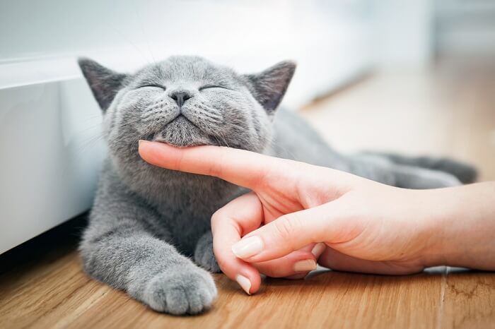 Imagen de un gato feliz siendo acariciado suavemente debajo de la barbilla.